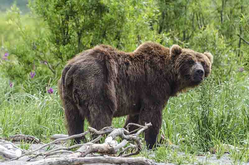 07 - Oso Pardo - Kamchatka - Rusia